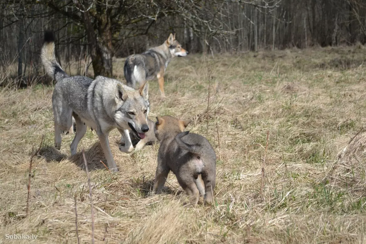 Çekoslovak Wolf Dog (49 Fotoğraf): Çek Volccas'ın açıklaması, cinsin doğası, içeriğin kuralları 12304_42