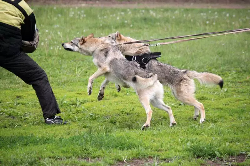 Çekoslovak Wolf Dog (49 Fotoğraf): Çek Volccas'ın açıklaması, cinsin doğası, içeriğin kuralları 12304_48