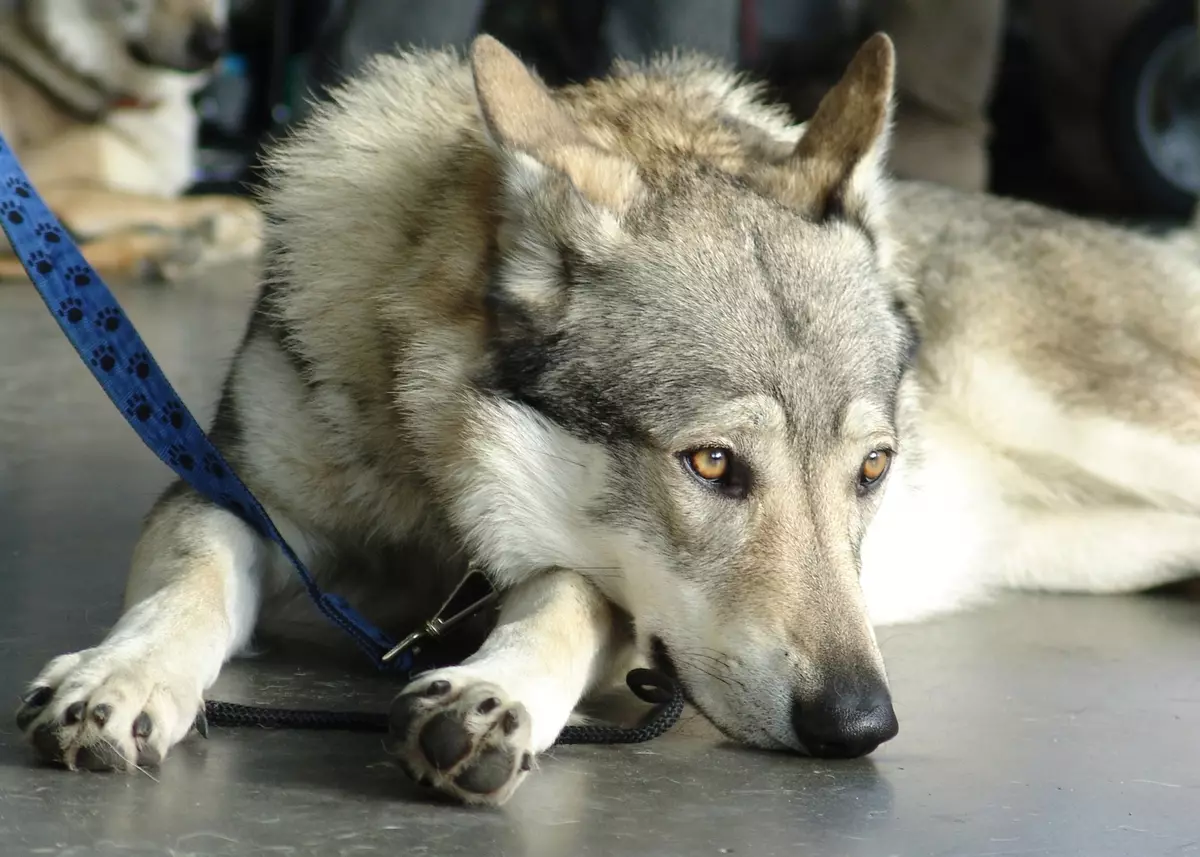 Чехословачки волк куче (49 фотографии): Опис на чешките Volccas, природата на расата, правилата на содржината 12304_49
