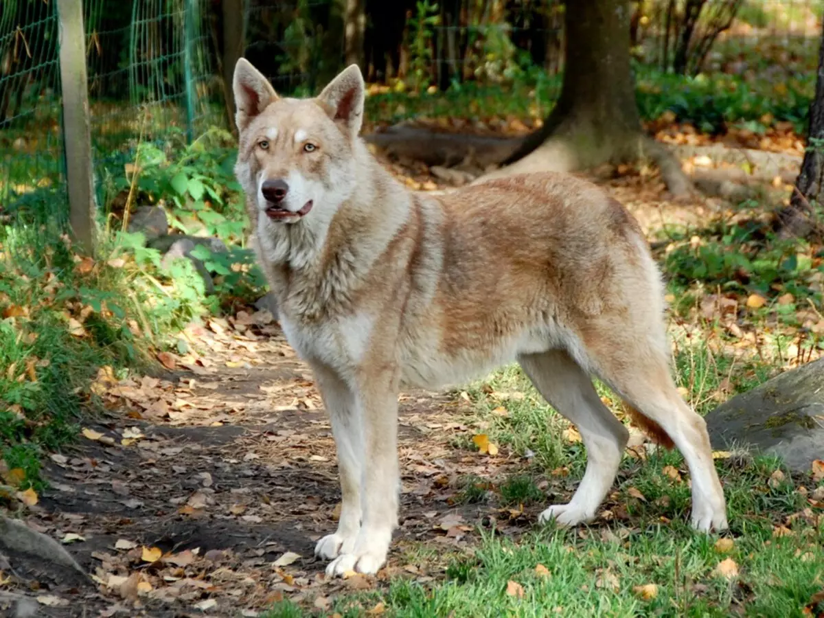 Czechoslovak wolf ntja (linepe tse 49): Tlhaloso ea vzech volccas, mofuta oa mofuta oa litaba, melao ea litaba 12304_6