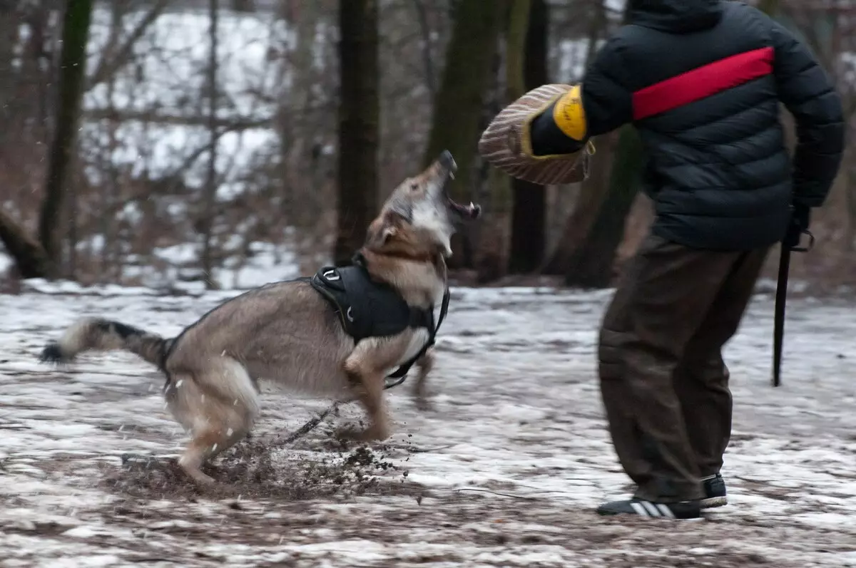 Csehszlovák farkas kutya (49 fotók): A cseh volccas leírása, a fajta jellege, a tartalom szabályai 12304_8