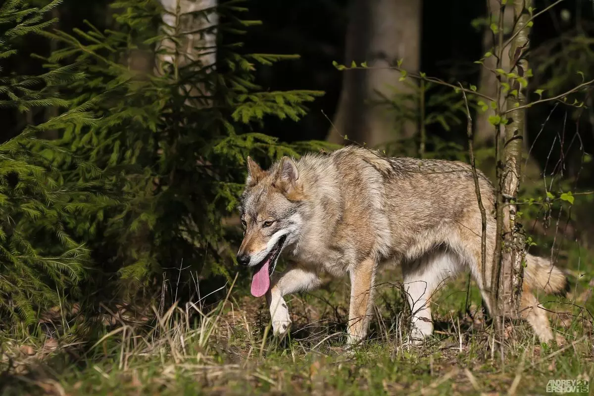 Чехословачки волк куче (49 фотографии): Опис на чешките Volccas, природата на расата, правилата на содржината 12304_9