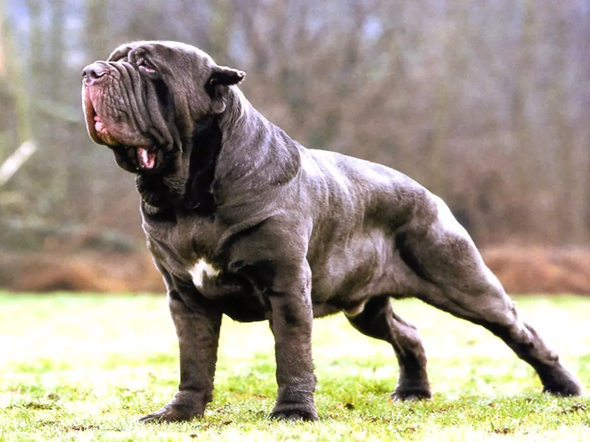 Neapolitan Mastiff (45 de fotografii): Puppies de rasă Mastino Neapolitano, descrierea unuia dintre cei mai mari câini 12307_11