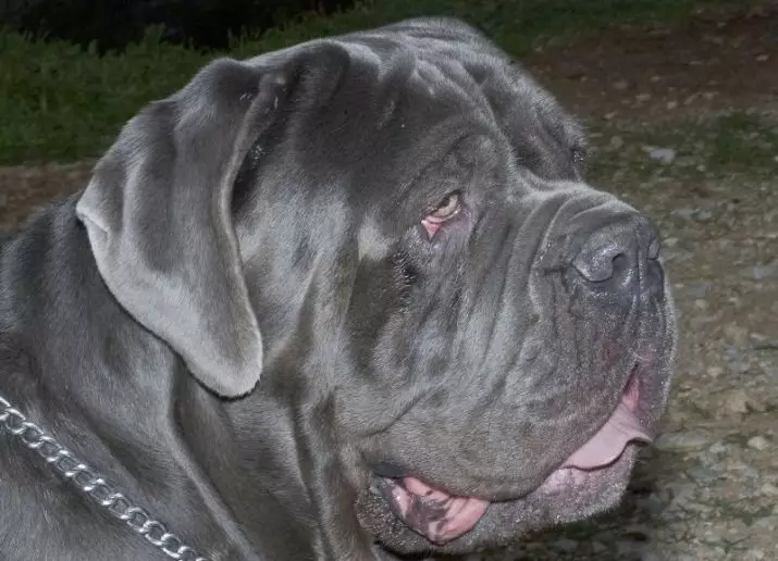 Neapolitan Mastiff (45 de fotografii): Puppies de rasă Mastino Neapolitano, descrierea unuia dintre cei mai mari câini 12307_12