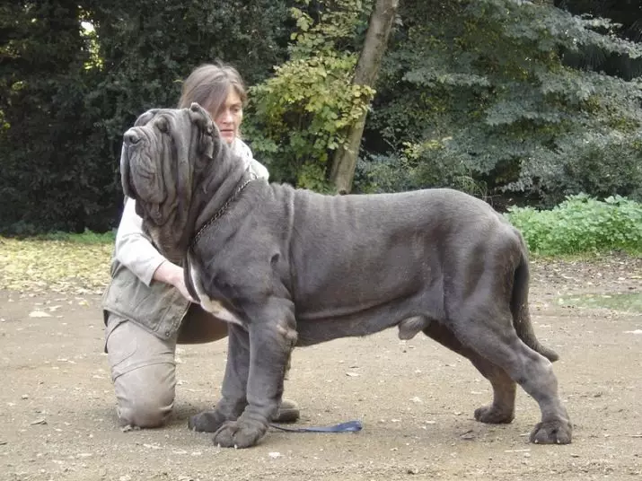 Neapolitan Mastiff (45 de fotografii): Puppies de rasă Mastino Neapolitano, descrierea unuia dintre cei mai mari câini 12307_16