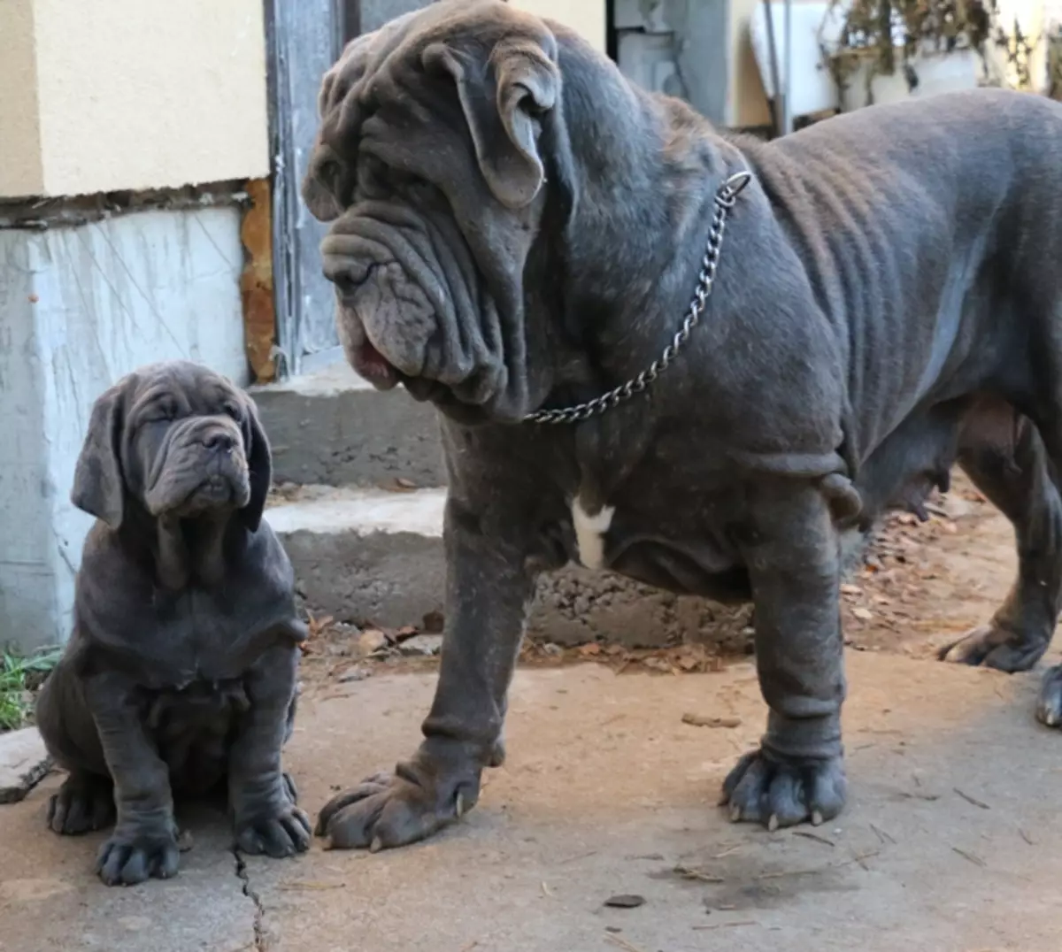 Neapolitan Mastiff (45 de fotografii): Puppies de rasă Mastino Neapolitano, descrierea unuia dintre cei mai mari câini 12307_19