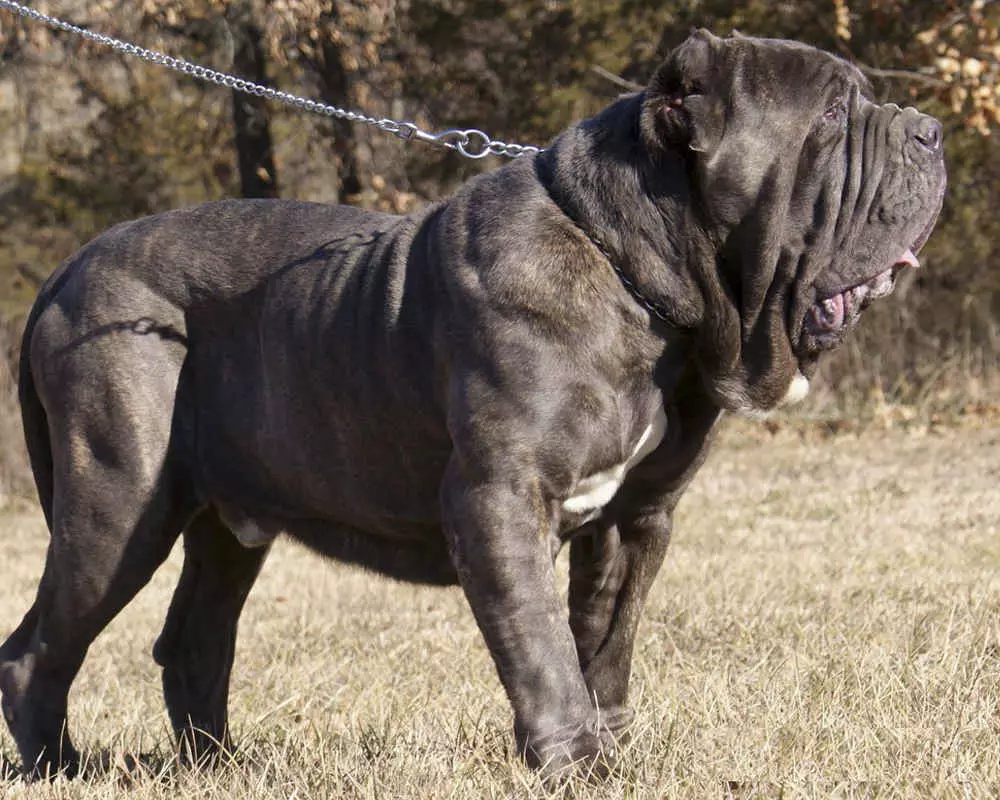 Neapolitan Mastiff (45 de fotografii): Puppies de rasă Mastino Neapolitano, descrierea unuia dintre cei mai mari câini 12307_2