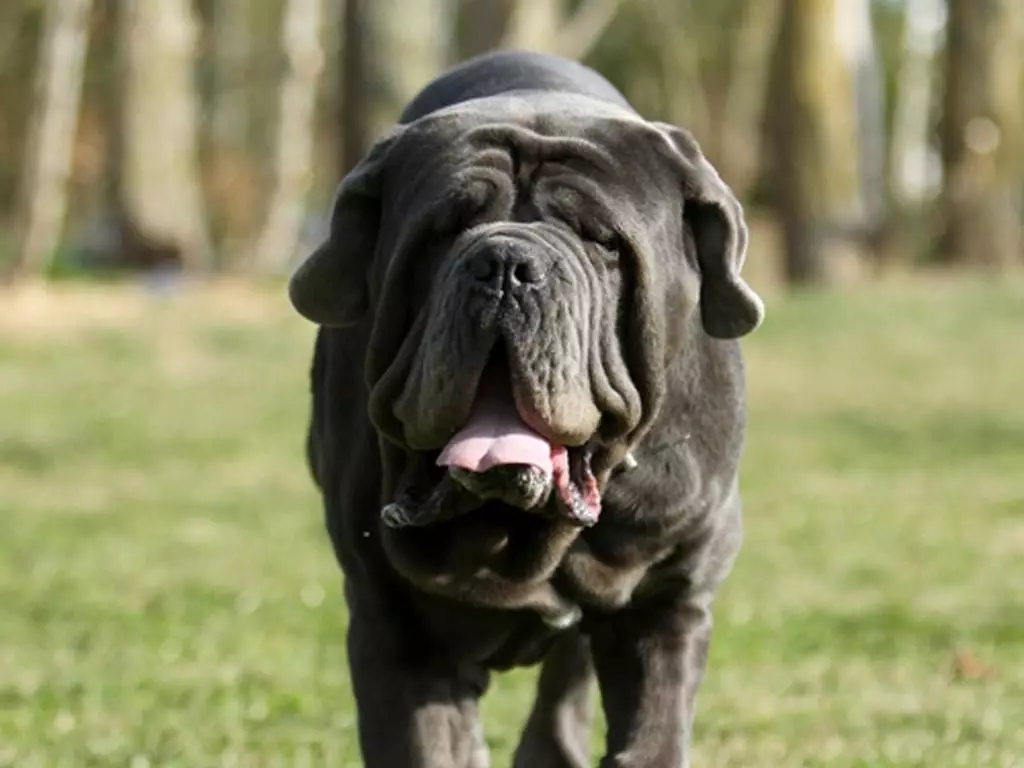 Neapolitan Mastiff (45 de fotografii): Puppies de rasă Mastino Neapolitano, descrierea unuia dintre cei mai mari câini 12307_21