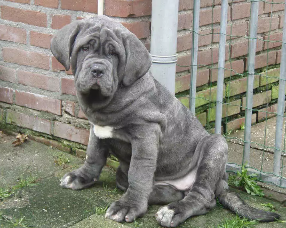 Neapolitan Mastiff (45 de fotografii): Puppies de rasă Mastino Neapolitano, descrierea unuia dintre cei mai mari câini 12307_4