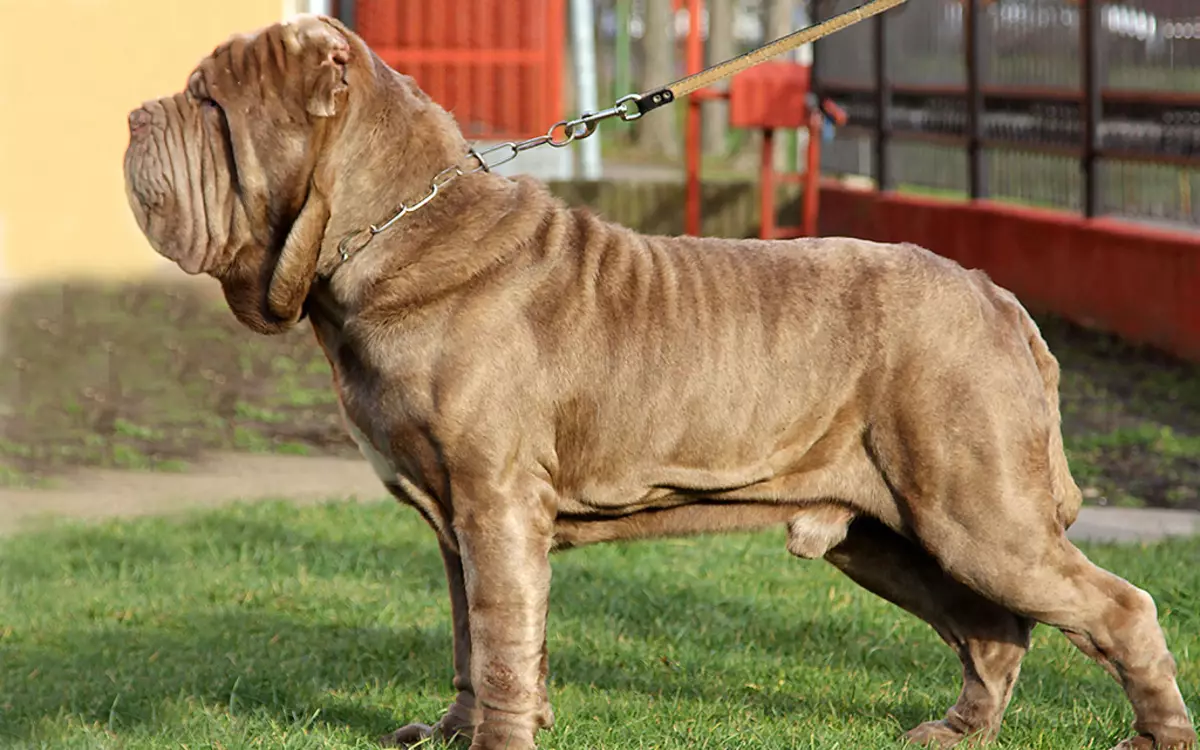 Neapolitan Mastiff (45 de fotografii): Puppies de rasă Mastino Neapolitano, descrierea unuia dintre cei mai mari câini 12307_42