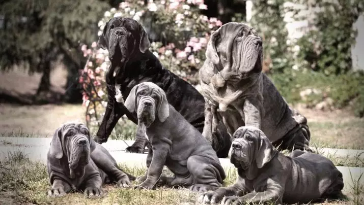 Neapolitan Mastiff (45 Gambar): Puppies of Breed Mastino Neapolitano, Perihalan salah satu daripada anjing terbesar 12307_45