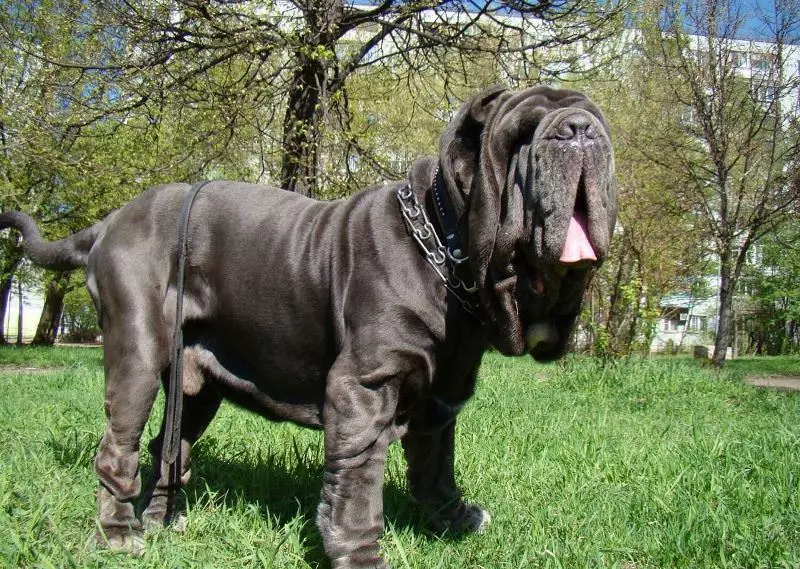Neapolitan Mastiff (45 bilder): Valpar av rasen Mastino Neapolitano, beskrivning av en av de största hundarna 12307_5