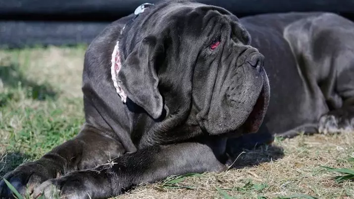 Neapolitan Mastiff (45 de fotografii): Puppies de rasă Mastino Neapolitano, descrierea unuia dintre cei mai mari câini 12307_9