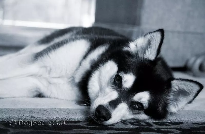 Alaska Kli-Kai (46 fotot): Mis on mini-husky tõu nime? Mida väikesed koerad näevad välja? Omandiülevaade 12308_12