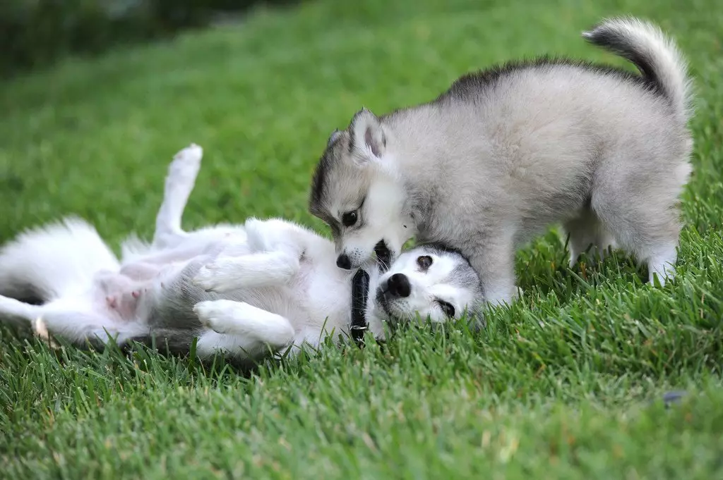 Alaska Kli-Kai (46 fotot): Mis on mini-husky tõu nime? Mida väikesed koerad näevad välja? Omandiülevaade 12308_13