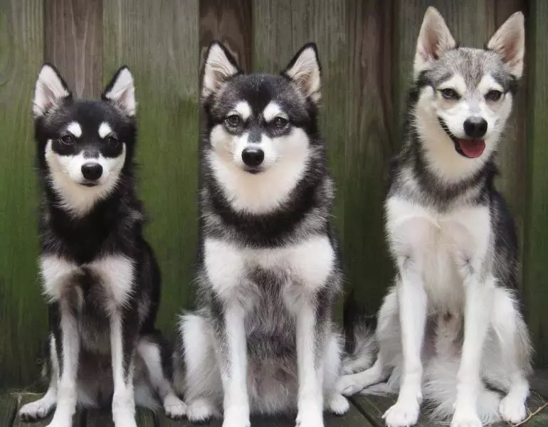 Alaska Kli-Kai (46 fotot): Mis on mini-husky tõu nime? Mida väikesed koerad näevad välja? Omandiülevaade 12308_15