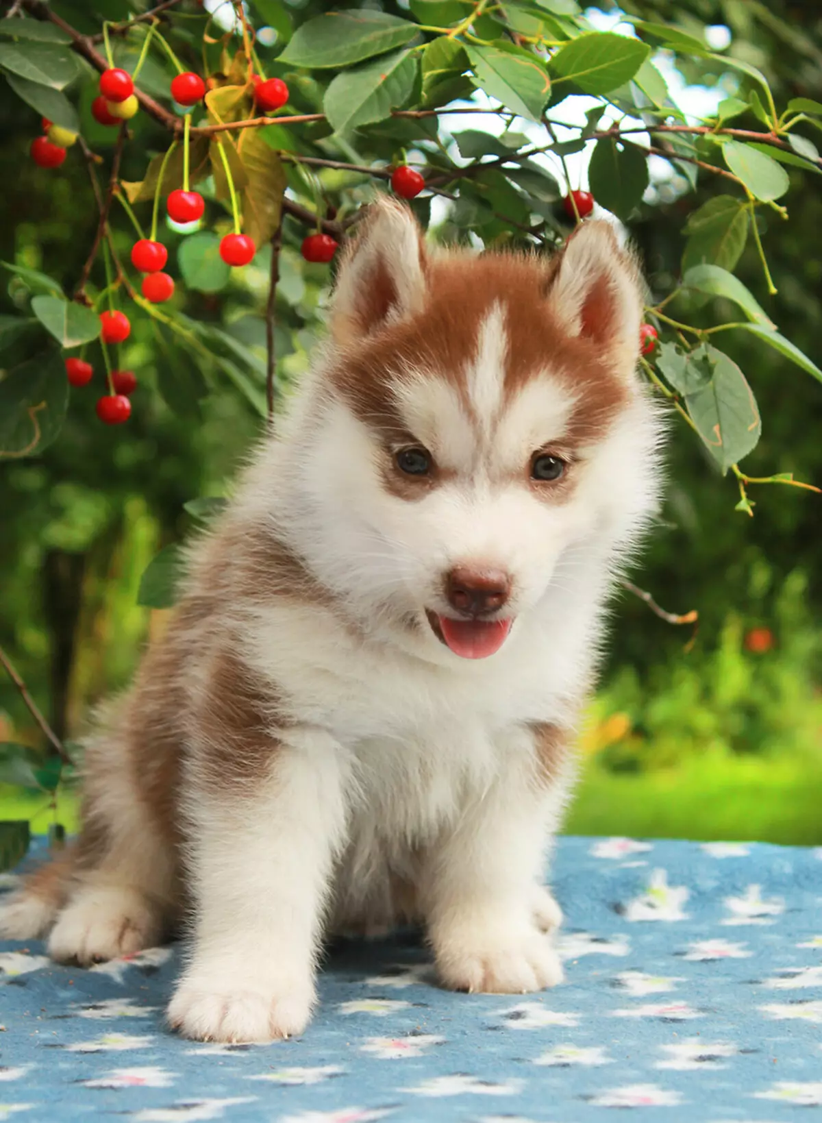 Alaska Kli-Kai (46 fotot): Mis on mini-husky tõu nime? Mida väikesed koerad näevad välja? Omandiülevaade 12308_17