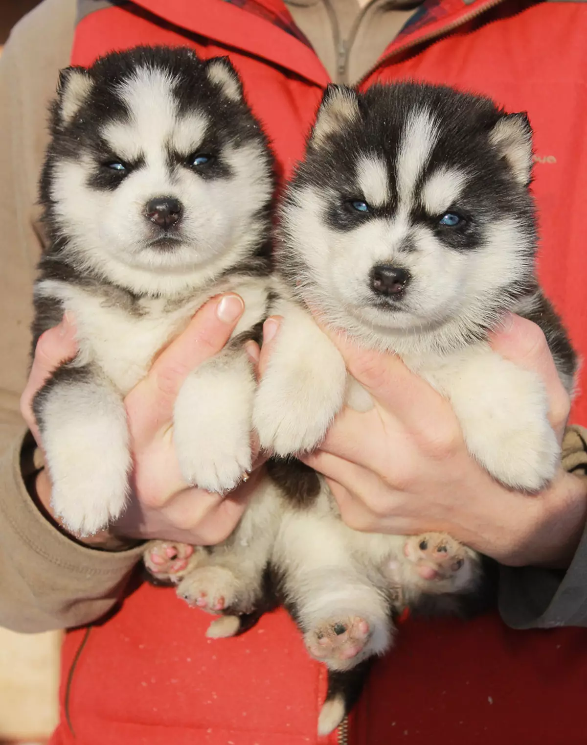 Alaska Kli-Kai (46 fotot): Mis on mini-husky tõu nime? Mida väikesed koerad näevad välja? Omandiülevaade 12308_19