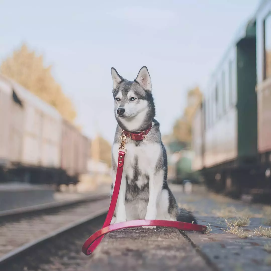 Alaska Kli-Kai (46 fotot): Mis on mini-husky tõu nime? Mida väikesed koerad näevad välja? Omandiülevaade 12308_20