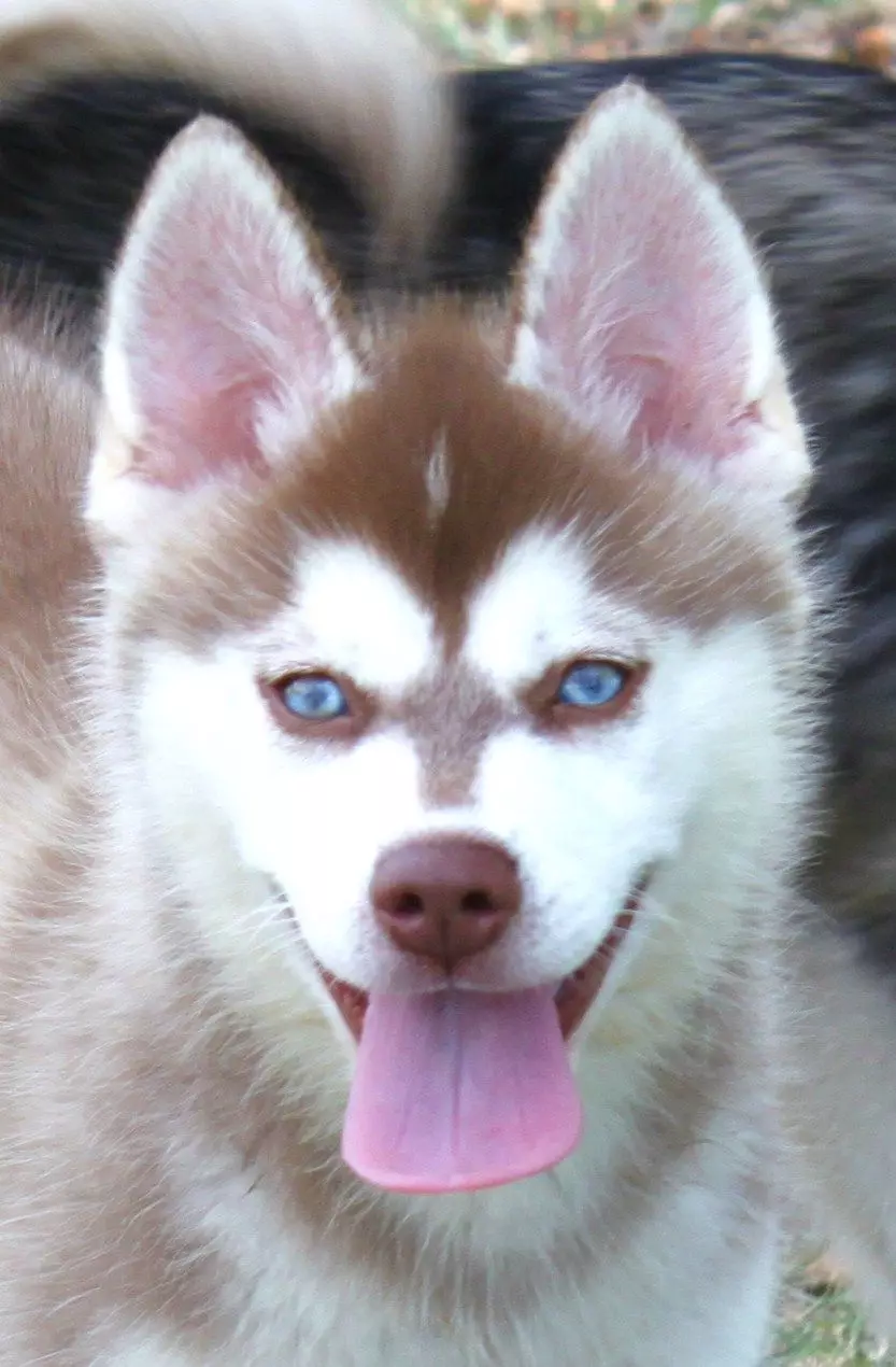 Alaska Kli-Kai (46 fotot): Mis on mini-husky tõu nime? Mida väikesed koerad näevad välja? Omandiülevaade 12308_21