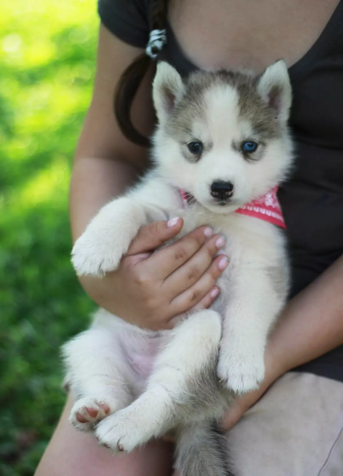 Alaska Kli-Kai (46 fotot): Mis on mini-husky tõu nime? Mida väikesed koerad näevad välja? Omandiülevaade 12308_22