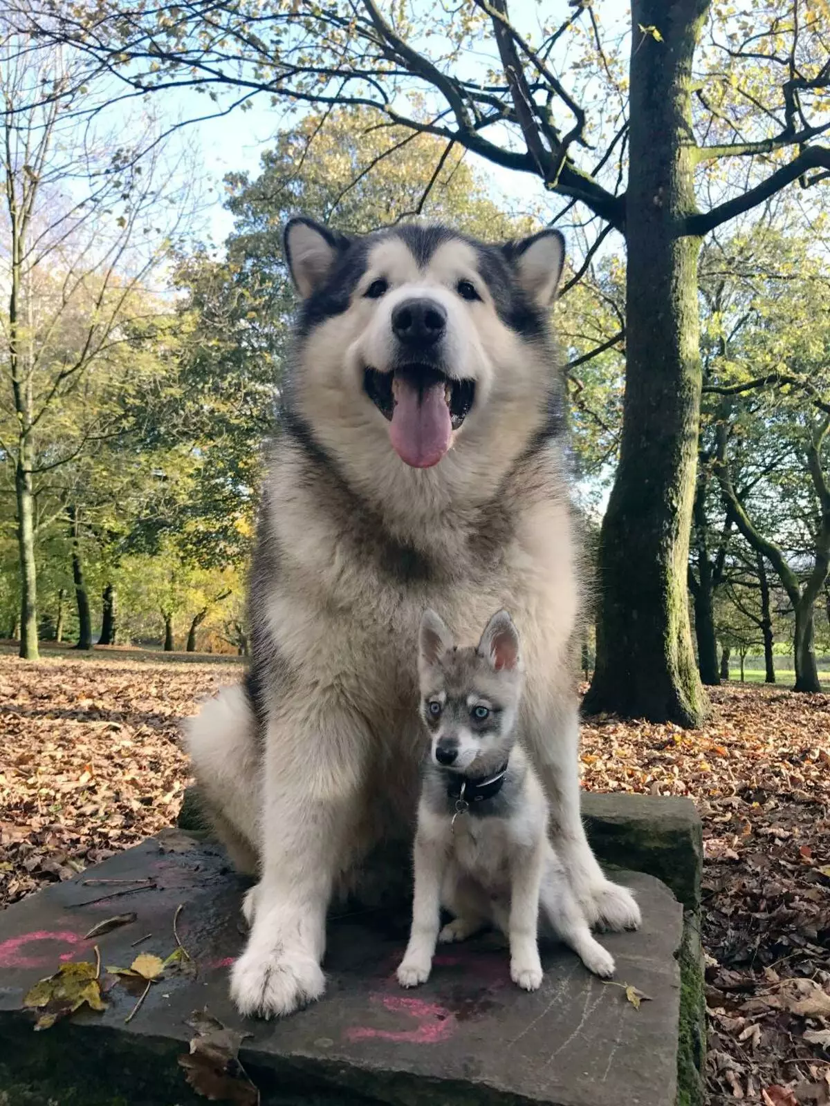 Alaska Kli-Kai (46 fotot): Mis on mini-husky tõu nime? Mida väikesed koerad näevad välja? Omandiülevaade 12308_3