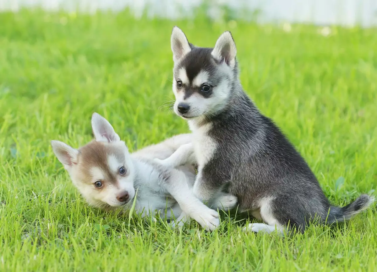 Alaska Kli-Kai (46 fotot): Mis on mini-husky tõu nime? Mida väikesed koerad näevad välja? Omandiülevaade 12308_30