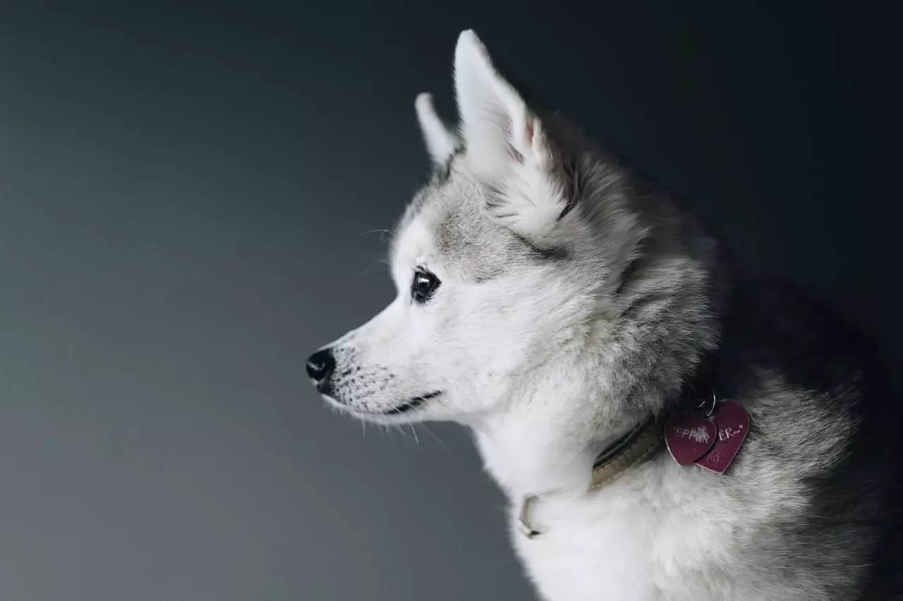 Alaska Kli-Kai (46 fotot): Mis on mini-husky tõu nime? Mida väikesed koerad näevad välja? Omandiülevaade 12308_37