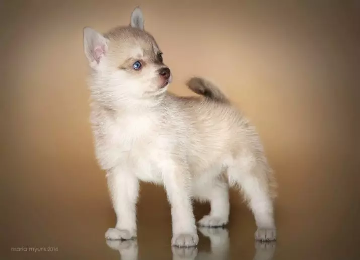Alaska Kli-Kai (46 fotot): Mis on mini-husky tõu nime? Mida väikesed koerad näevad välja? Omandiülevaade 12308_39