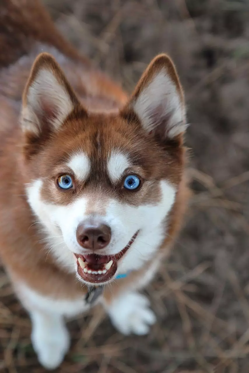 Alaska Kli-Kai (46 fotot): Mis on mini-husky tõu nime? Mida väikesed koerad näevad välja? Omandiülevaade 12308_4