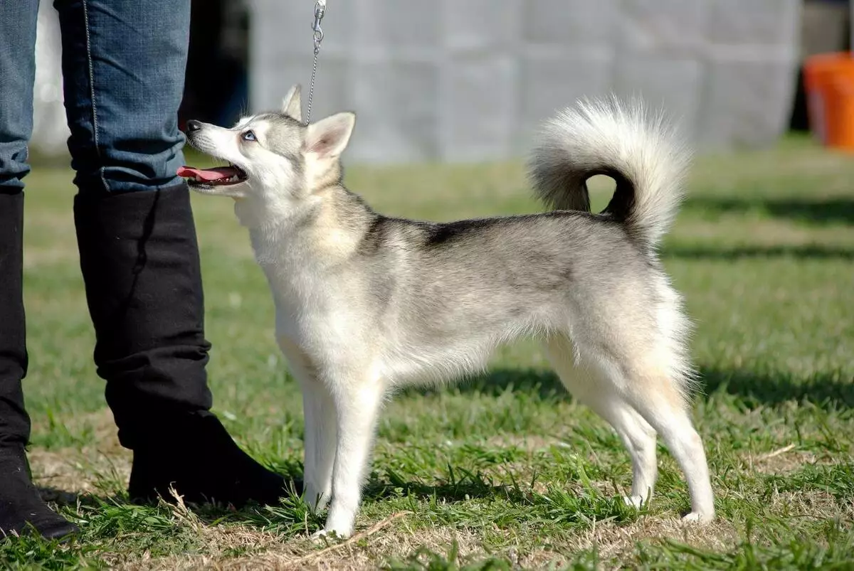 Alaska Kli-Kai (46 fotot): Mis on mini-husky tõu nime? Mida väikesed koerad näevad välja? Omandiülevaade 12308_40