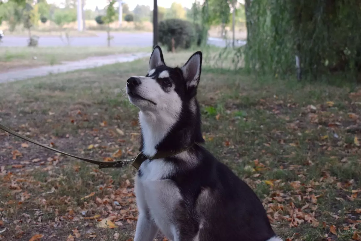 Alaska Kli-Kai (46 fotot): Mis on mini-husky tõu nime? Mida väikesed koerad näevad välja? Omandiülevaade 12308_43