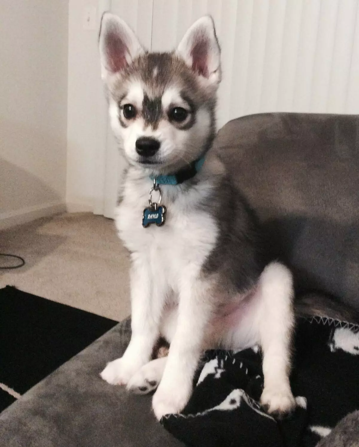 Alaska Kli-Kai (46 fotot): Mis on mini-husky tõu nime? Mida väikesed koerad näevad välja? Omandiülevaade 12308_45