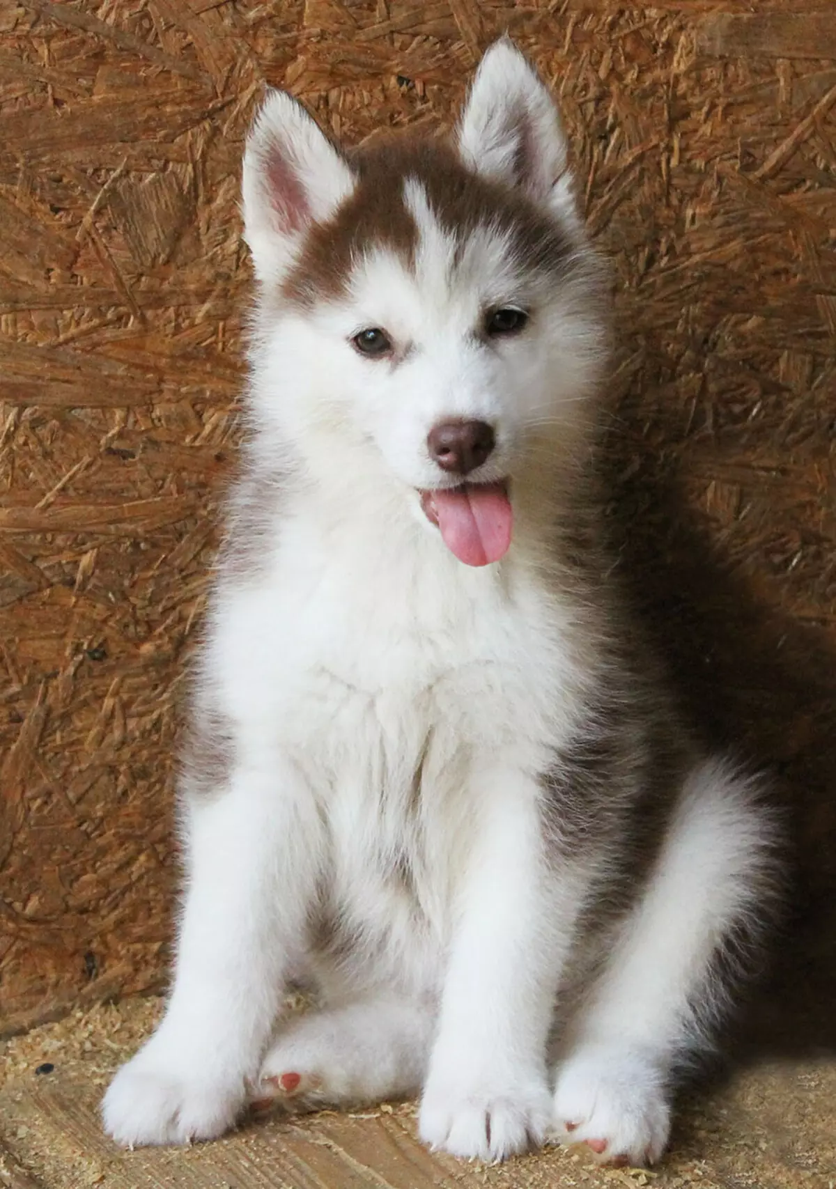 Alaska Kli-Kai (46 fotot): Mis on mini-husky tõu nime? Mida väikesed koerad näevad välja? Omandiülevaade 12308_46