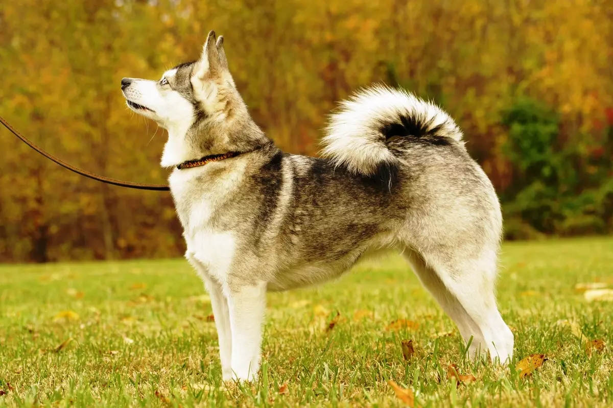 Alaska Kli-Kai (46 fotot): Mis on mini-husky tõu nime? Mida väikesed koerad näevad välja? Omandiülevaade 12308_5