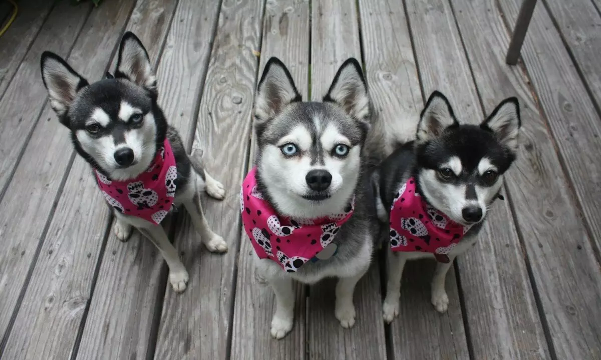 Alaska Kli-Kai (46 fotot): Mis on mini-husky tõu nime? Mida väikesed koerad näevad välja? Omandiülevaade 12308_6