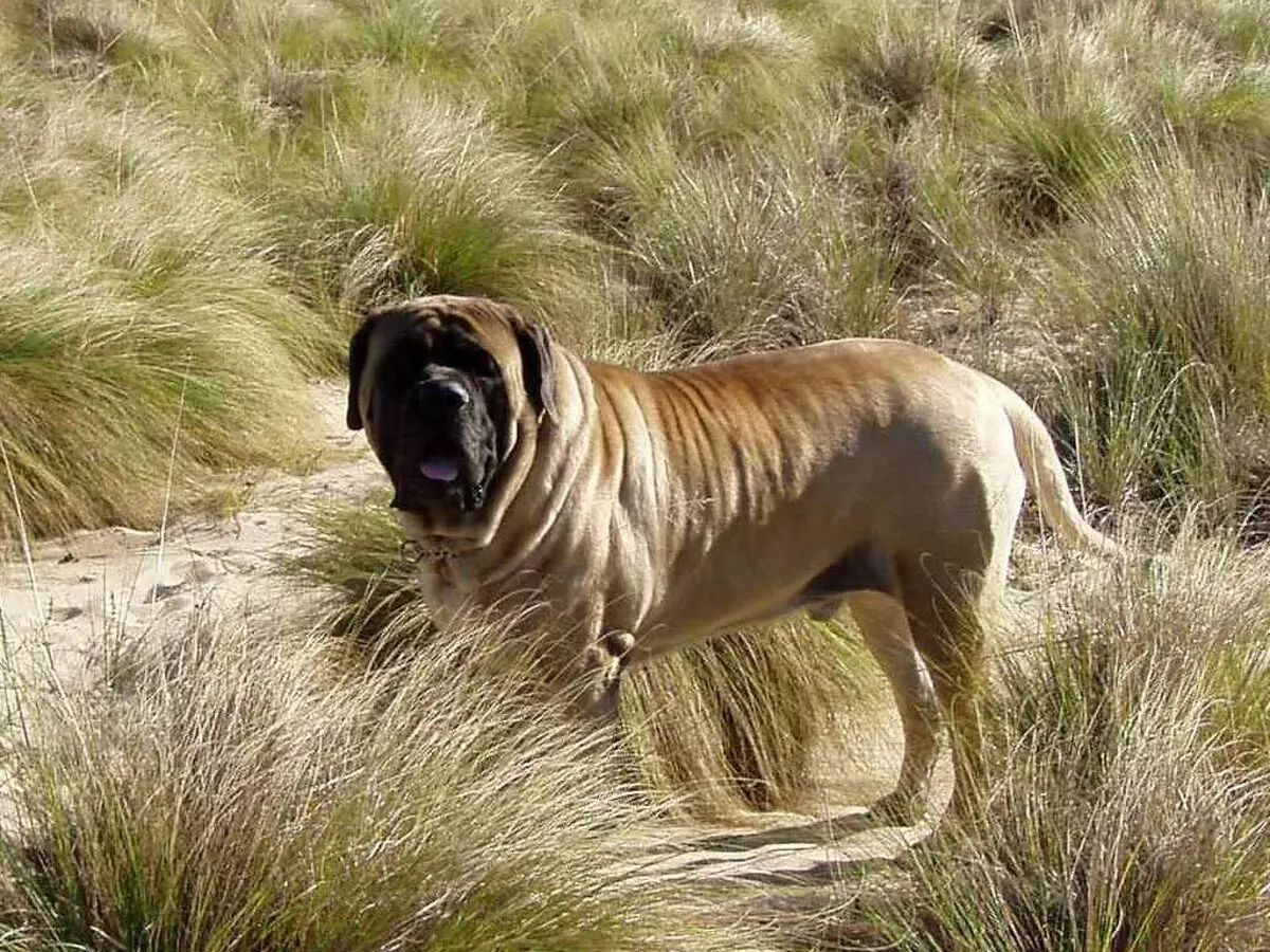 Engleski mastif (58 fotografija): Karakteristike štenaca stijene mastife, težina jednog od najvećih pasa, tigrasti mastif 12315_10