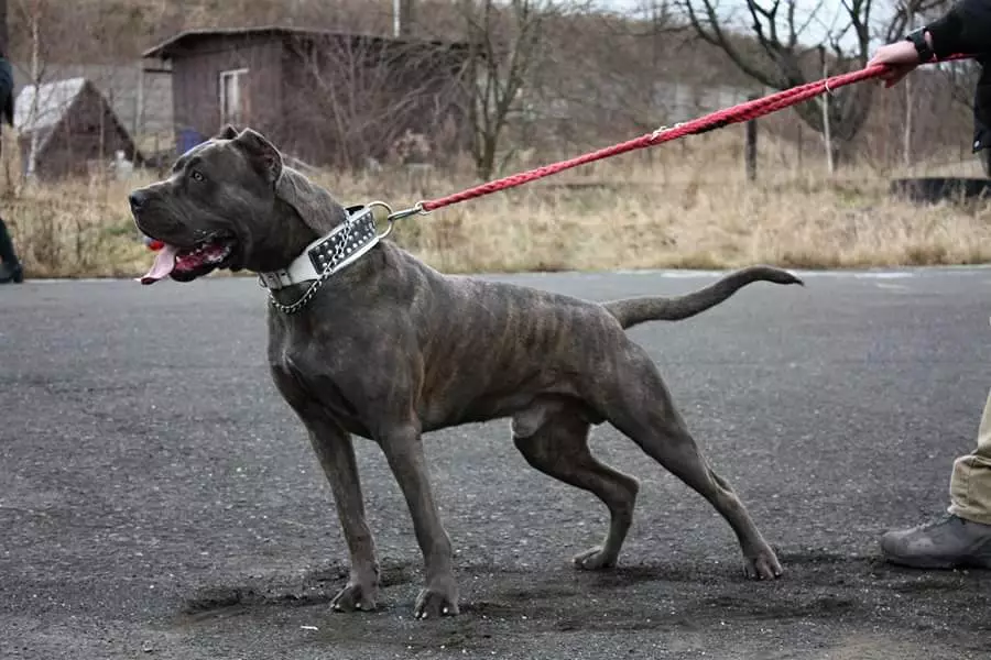 Енглески мастиф (58 фотографија): Карактеристике штенаца роцк мастифа, тежина једног од највећих паса, тиграсти мастиф 12315_11