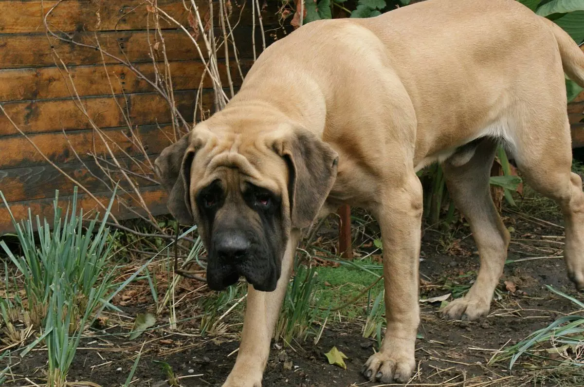 Angol Mastiff (58 fotók): A Rock Mastiff kölykökének jellemzői, az egyik legnagyobb kutya súlya, Tigris Mastiff 12315_12