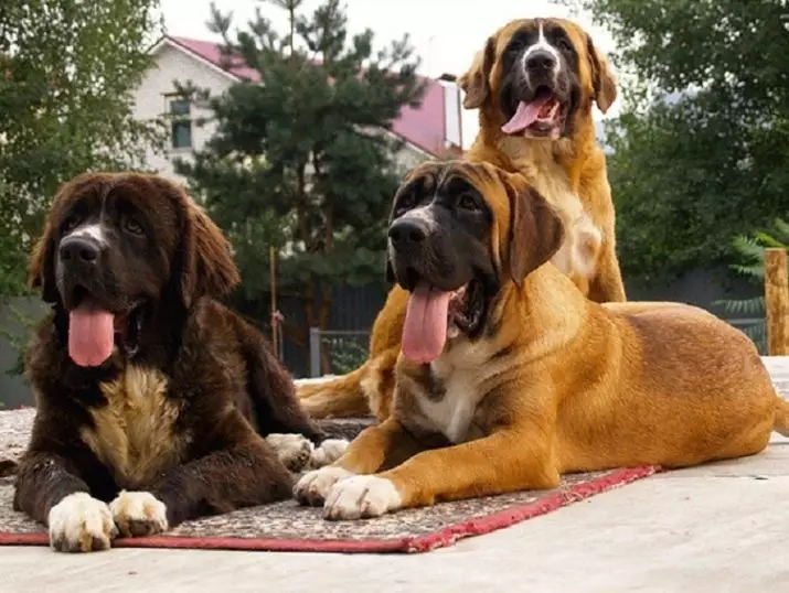 English Mastiff (58 Foto): Ciri-ciri Anak-Anak Mastiff, Berat salah satu daripada anjing terbesar, Tiger Mastiff 12315_16