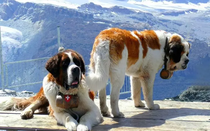 Engelse Mastiff (58 foto's): kenmerken van puppy's van rockmastiff, gewicht van een van de grootste honden, tijgermastiff 12315_17