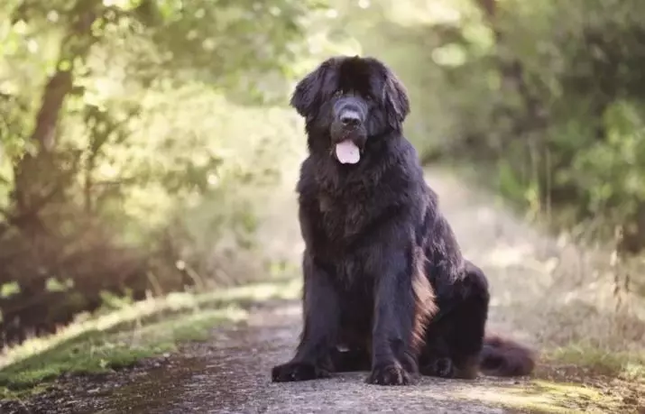 영어 Mastiff (58 사진) : 락 Mastiff의 강아지의 특성, 가장 큰 개 중 하나의 무게, 호랑이 mastiff 12315_19