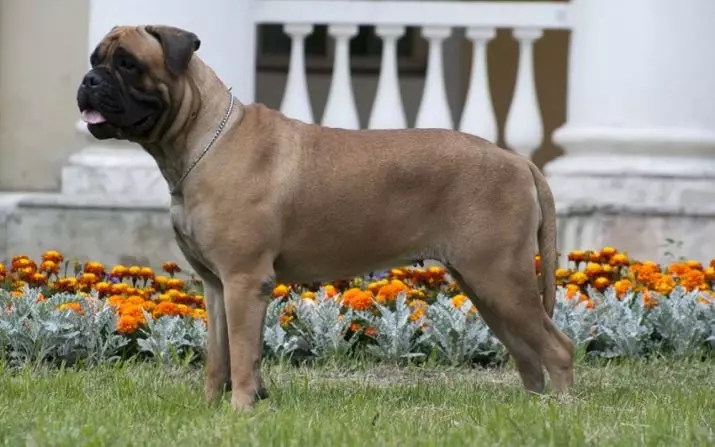 Mastiff ภาษาอังกฤษ (58 ภาพ): ลักษณะของลูกสุนัขของสุนัขพันธุ์ร็อคน้ำหนักของสุนัขตัวหนึ่งที่ใหญ่ที่สุด, สุนัขพันธุ์เสือ 12315_20