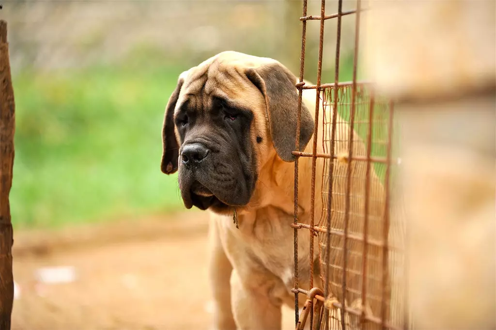 Engelse Mastiff (58 foto's): kenmerken van puppy's van rockmastiff, gewicht van een van de grootste honden, tijgermastiff 12315_21