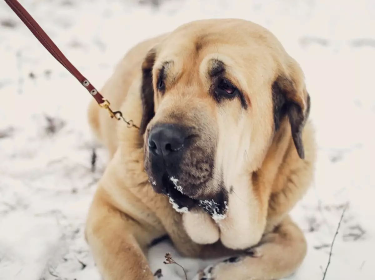 Αγγλικά Mastiff (58 φωτογραφίες): Χαρακτηριστικά των κουταβιών του Rock Mastiff, το βάρος ενός από τα μεγαλύτερα σκυλιά, Tiger Mastiff 12315_22