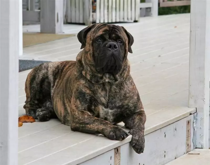 Английски мастиф (58 снимки): характеристики на кученцата на скален мастиф, тегло на едно от най-големите кучета, тигър мастиф 12315_24