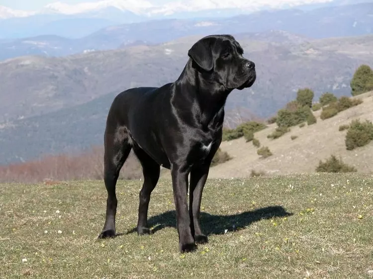 Engelsk Mastiff (58 Billeder): Karakteristika for hvalpe af Rock Mastiff, Vægt af en af ​​de største hunde, Tiger Mastiff 12315_25