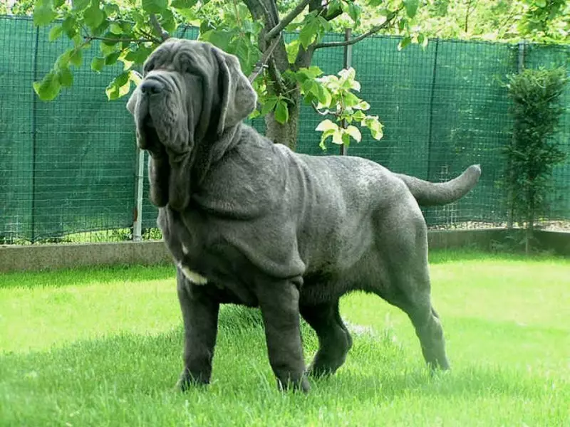 English Mastiff (58 ფოტო): როკ მასტიფის ლეკვების მახასიათებლები, ერთ-ერთი უმსხვილესი ძაღლების წონა, ვეფხვის მასტიფი 12315_26