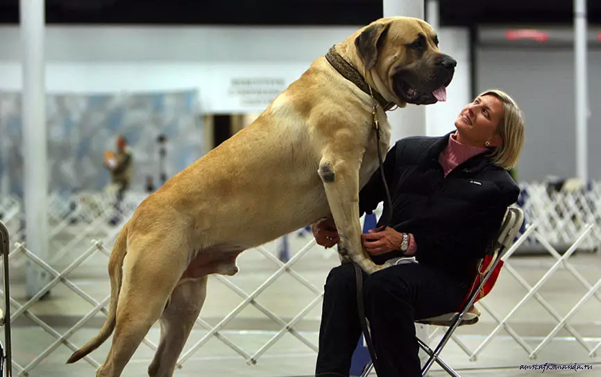 Inglês Mastiff (58 fotos): Características dos filhotes de rocha Mastiff, peso de um dos maiores cães, tigre mastiff 12315_28