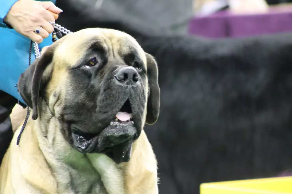 English mastiff (58 photos): Characteristics of puppies of rock mastiff, weight of one of the largest dogs, tiger mastiff 12315_29